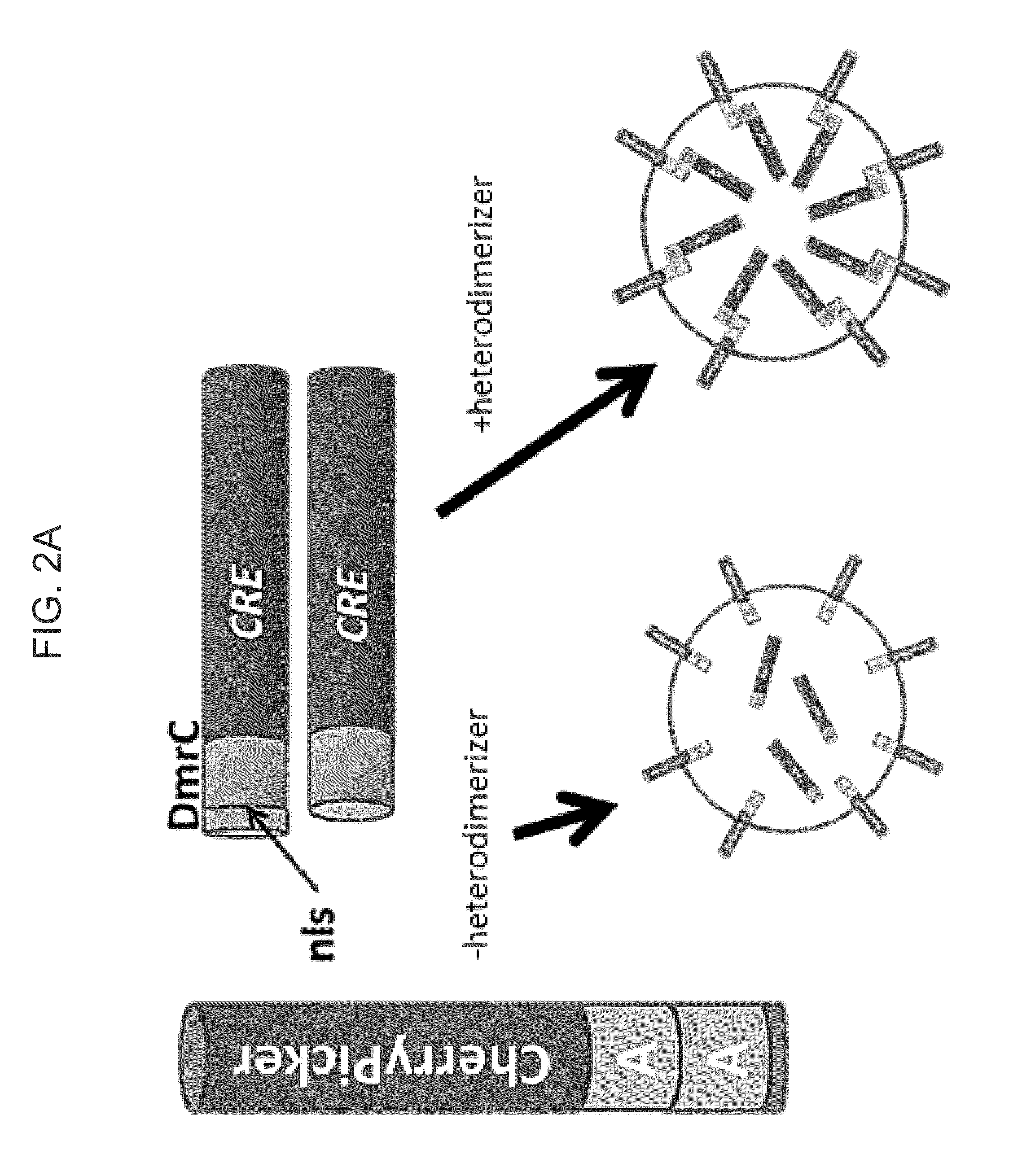 Protein enriched microvesicles and methods of making and using the same