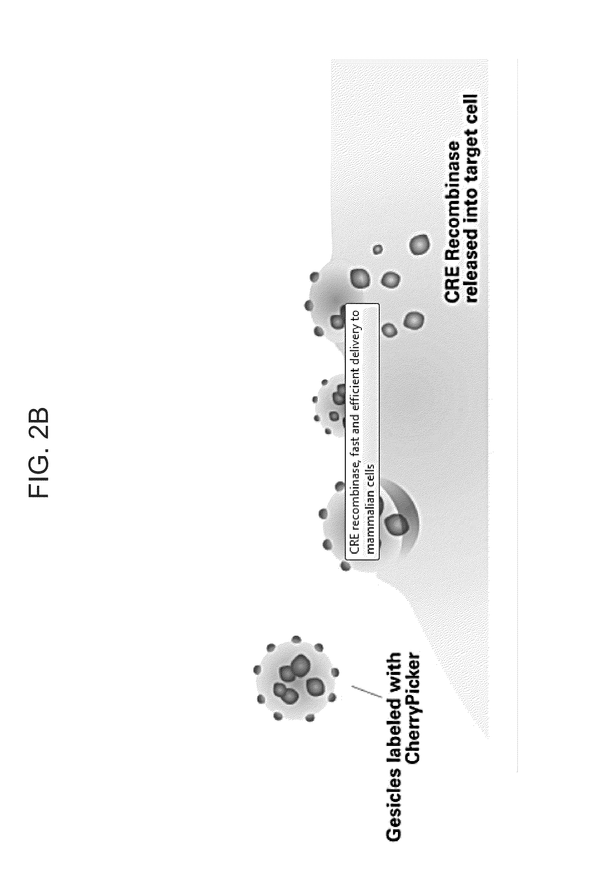 Protein enriched microvesicles and methods of making and using the same
