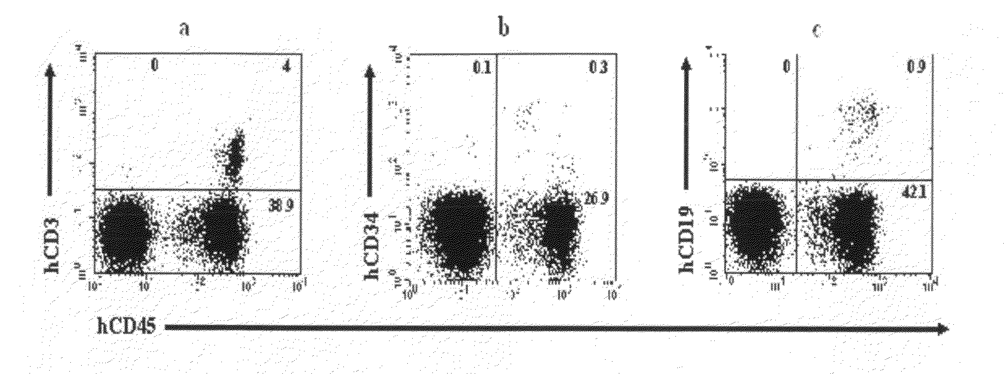 Composition for in vivo transplantation for treatment of human cervical cancer comprising mononuclear cells derived from umbilical cord blood