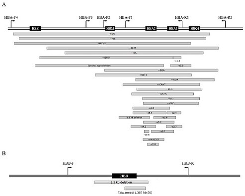 Method and kit for simultaneously detecting multiple mutations of HBA1/2 and HBB gene loci