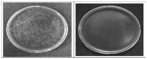 Antibacterial, bacteriostatic and halitosis-resistant toothpaste prepared by mixing natural extracts and vitamin C, and preparation method thereof