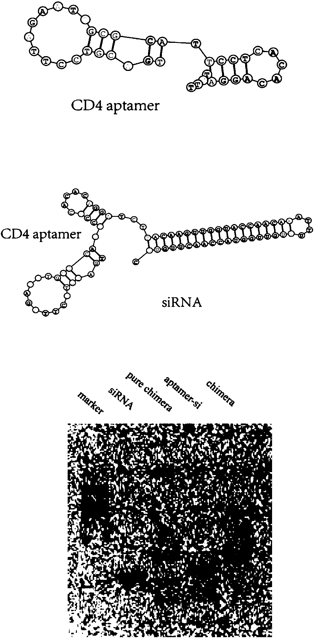 Specific DNA aptamer for CD4 positive cell and chimera of specific DNA aptamer