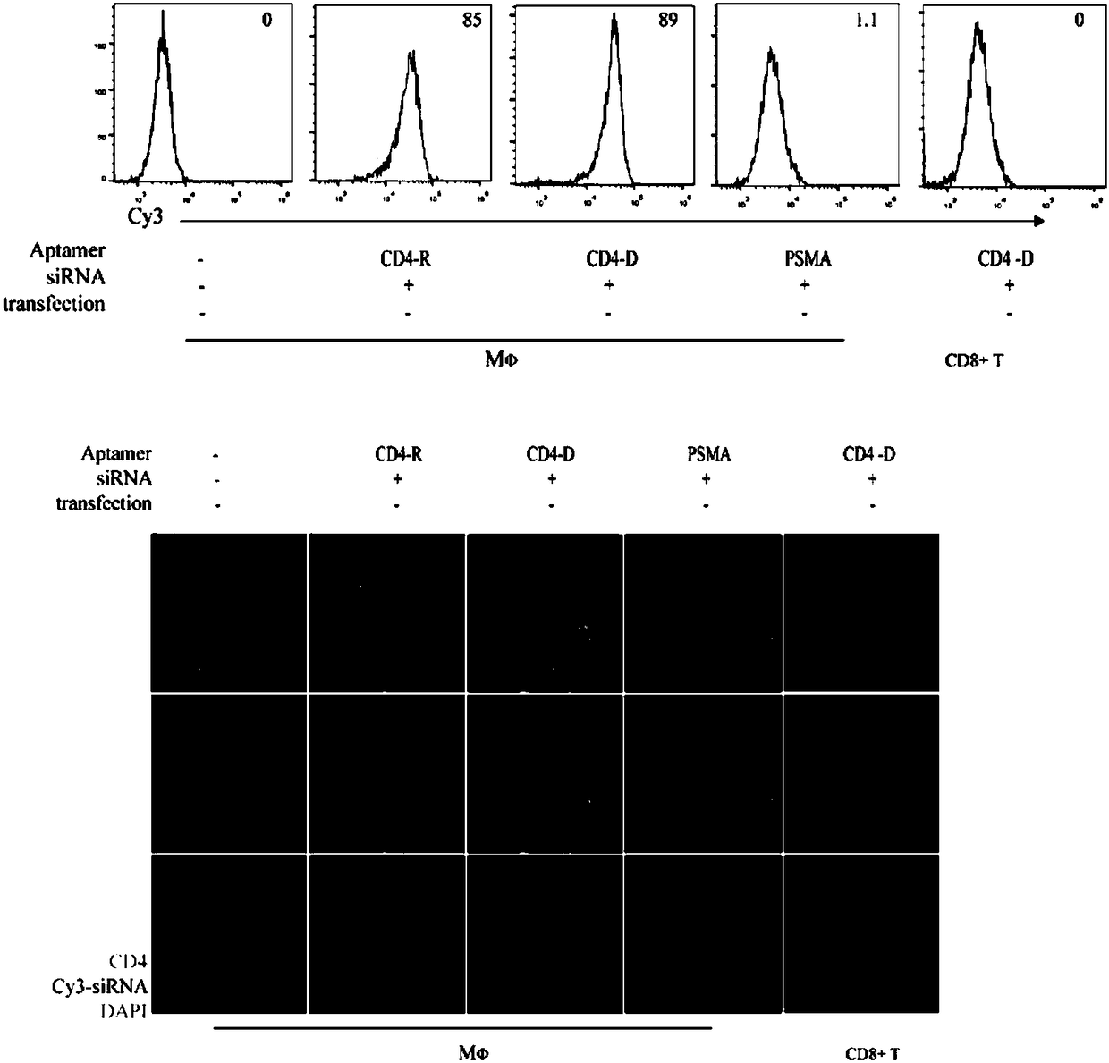 Specific DNA aptamer for CD4 positive cell and chimera of specific DNA aptamer