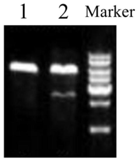 Application of long non-coding RNA-hoxa-as2 in the repair of bone tissue damage