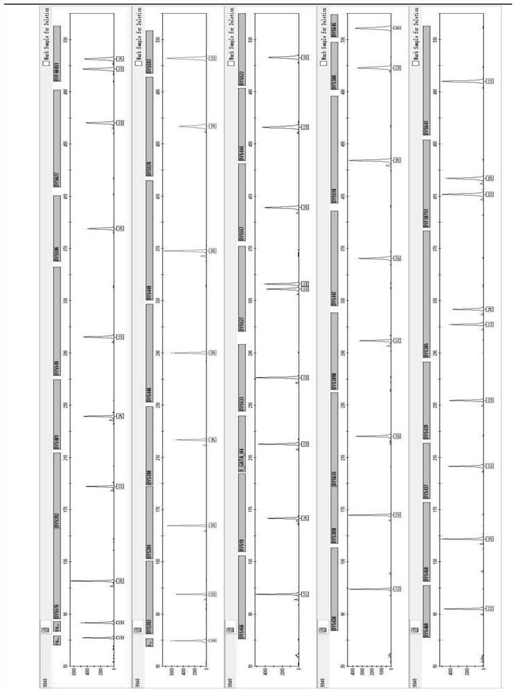 Primer group and kit for simultaneously amplifying 44 Y-STR gene loci of human and application thereof