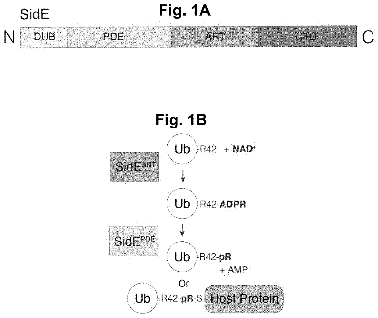 Methods and compositions for detecting protein targets
