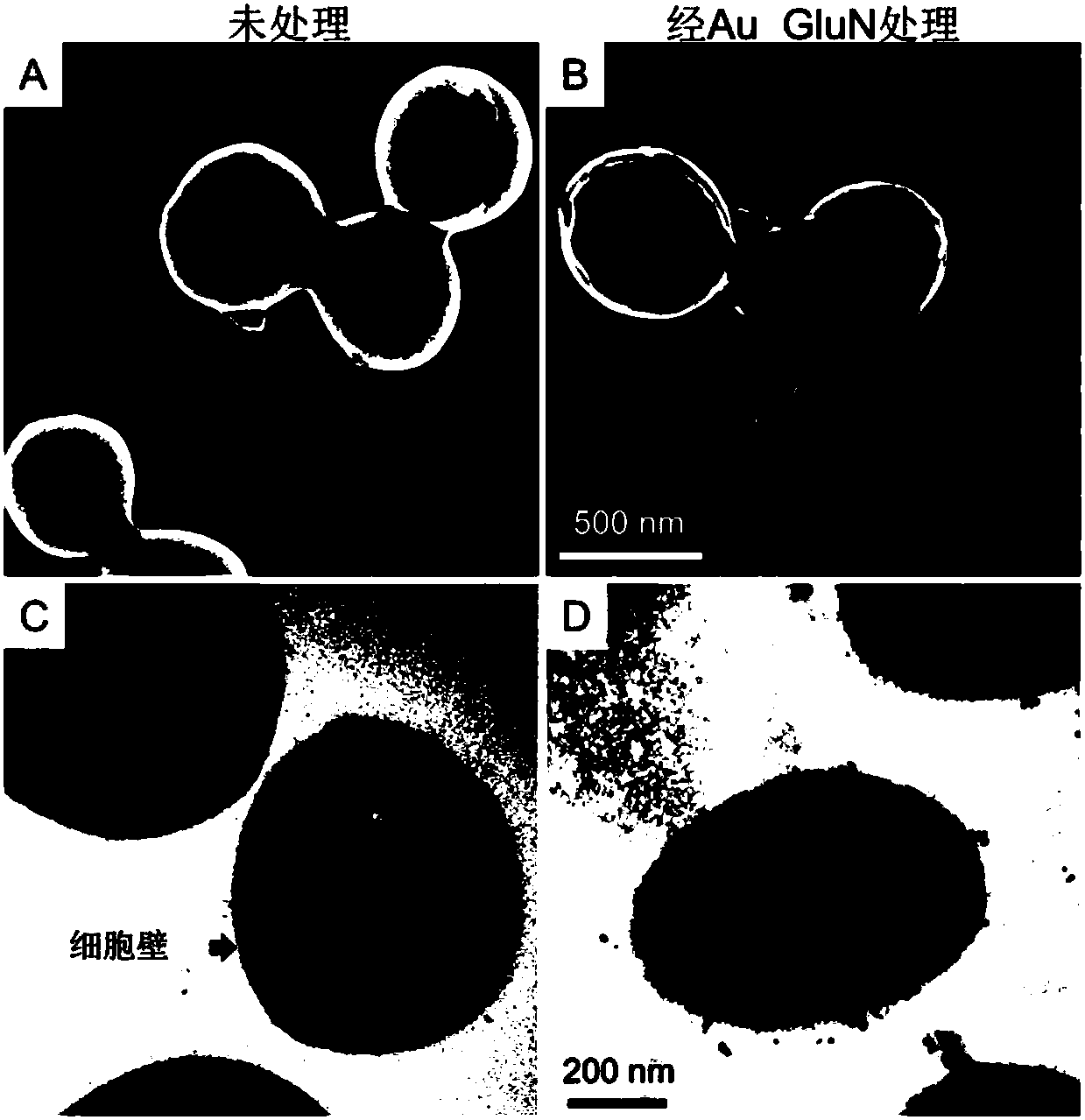 Amino sugar modified antibacterial gold nanoparticle and preparation method thereof, and applications