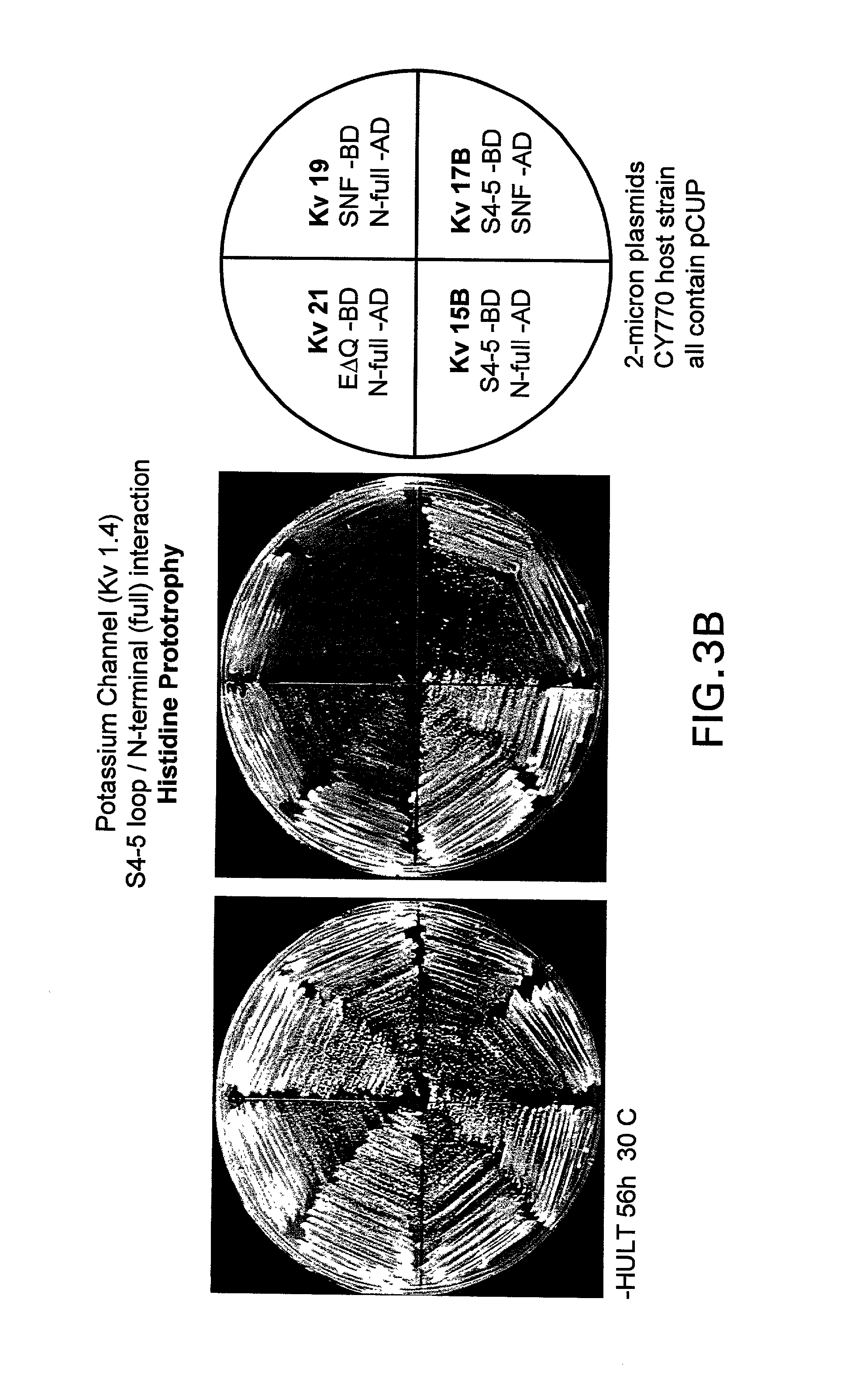 Methods for identifying modulators of N-type ion channel inactivation