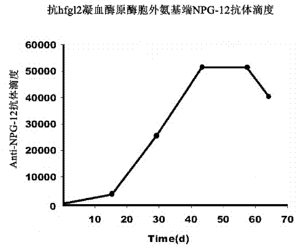 Human fibrinogen-like protein 2 prothrombinase immunogenicity peptide and use thereof