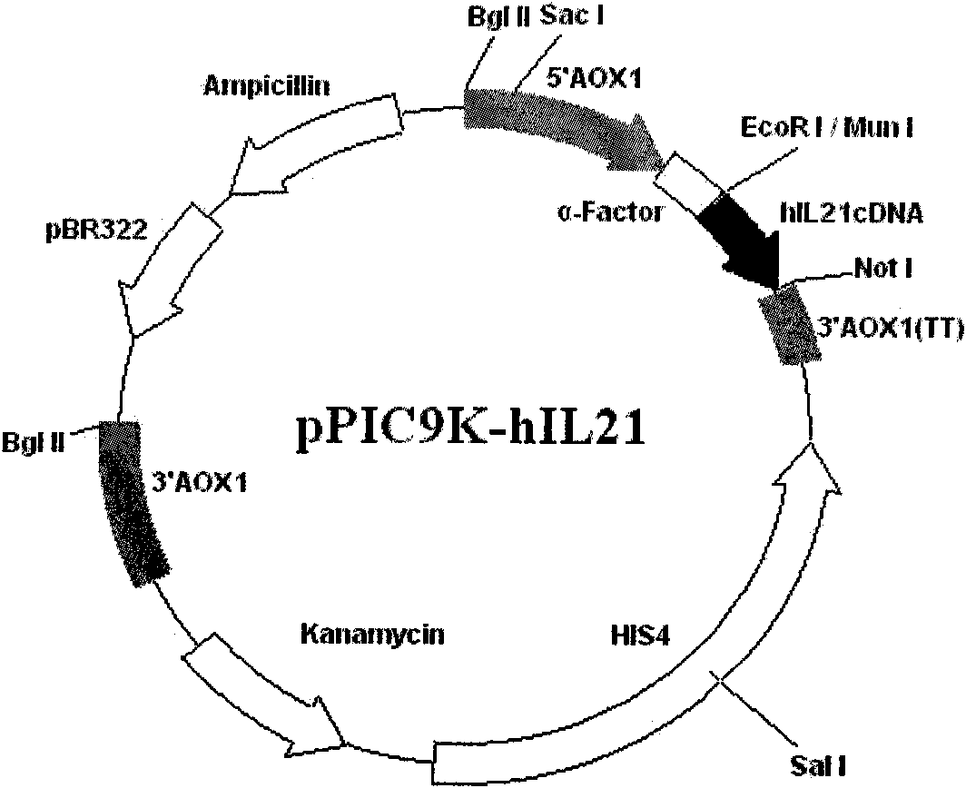 Method for producing recombinant human interleukin-21 by using Pichia pastoris