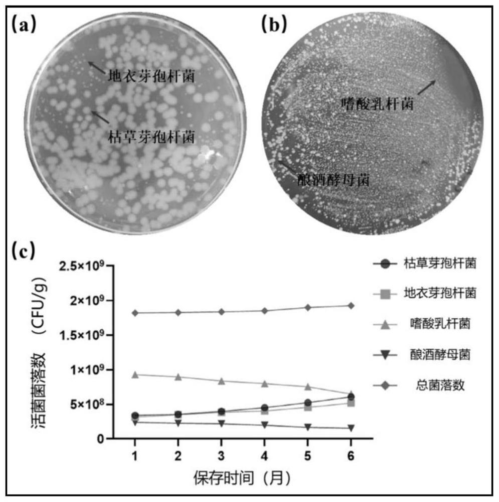 Compound bacterium fermented feed for preventing bacterial intestinal diseases as well as preparation method and application of compound bacterium fermented feed