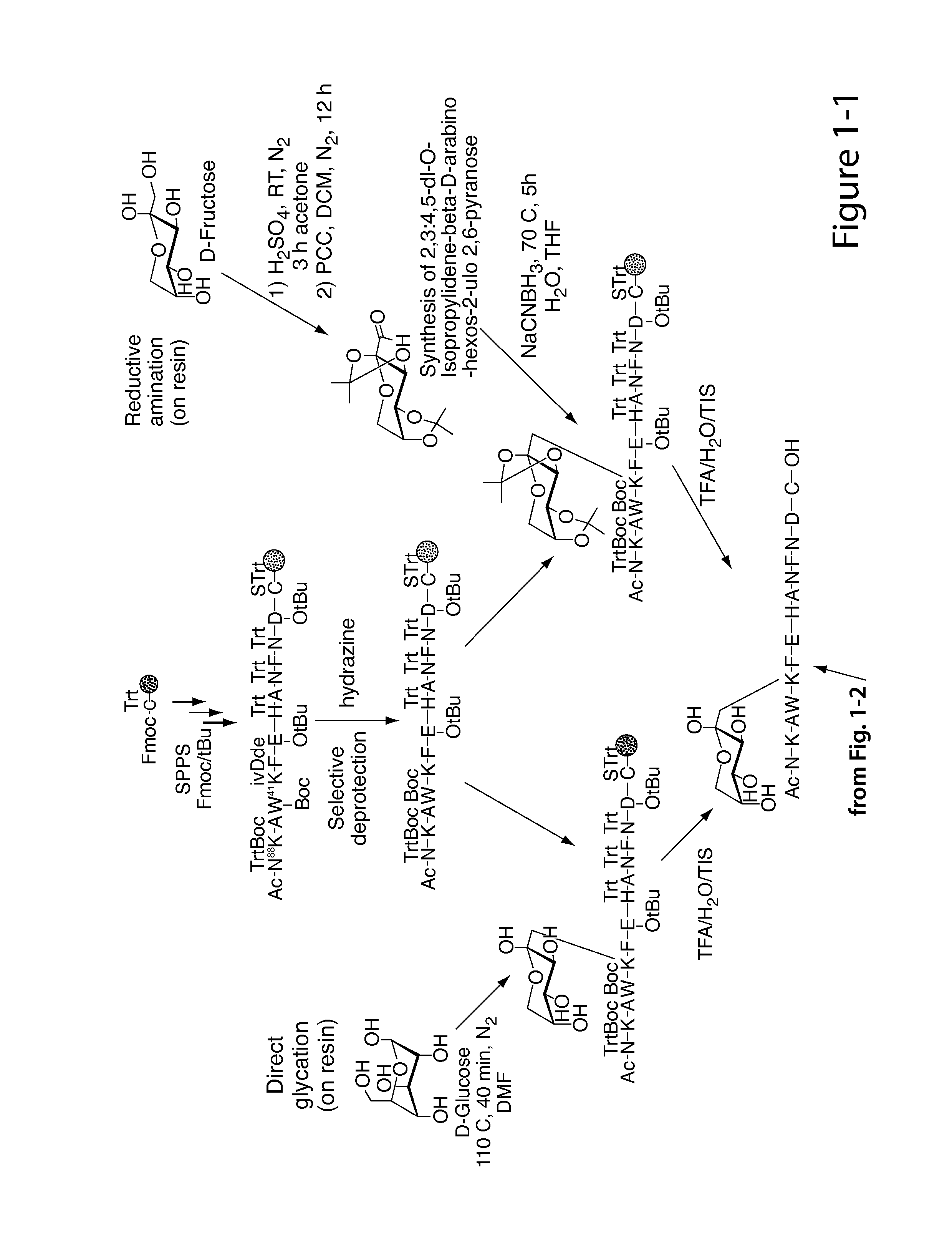 Glycated CD59 peptides, their preparation, and uses thereof