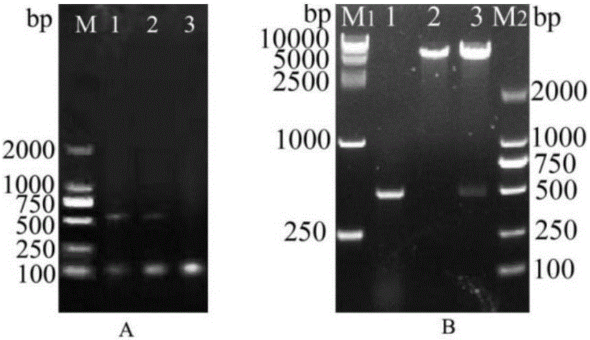 Application of rainbow trout ifn-γ2 in preparation of anti-ihn virus products