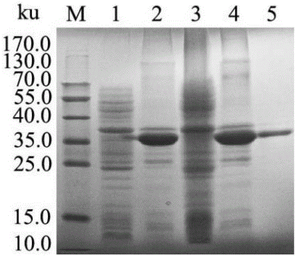 Application of rainbow trout ifn-γ2 in preparation of anti-ihn virus products