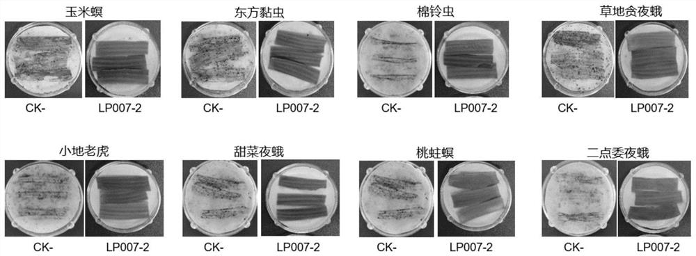 Transgenic maize event LP007-2 and detection method thereof