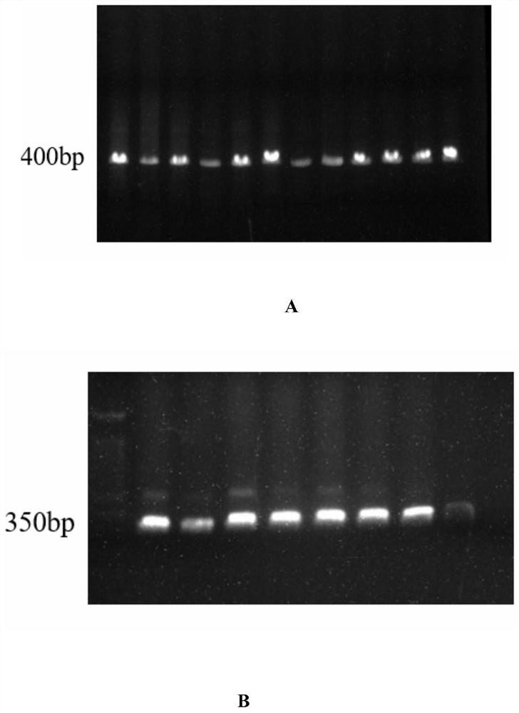 SNP (Single Nucleotide Polymorphism) molecular marker for improving disease resistance of procambarus clarkii and application