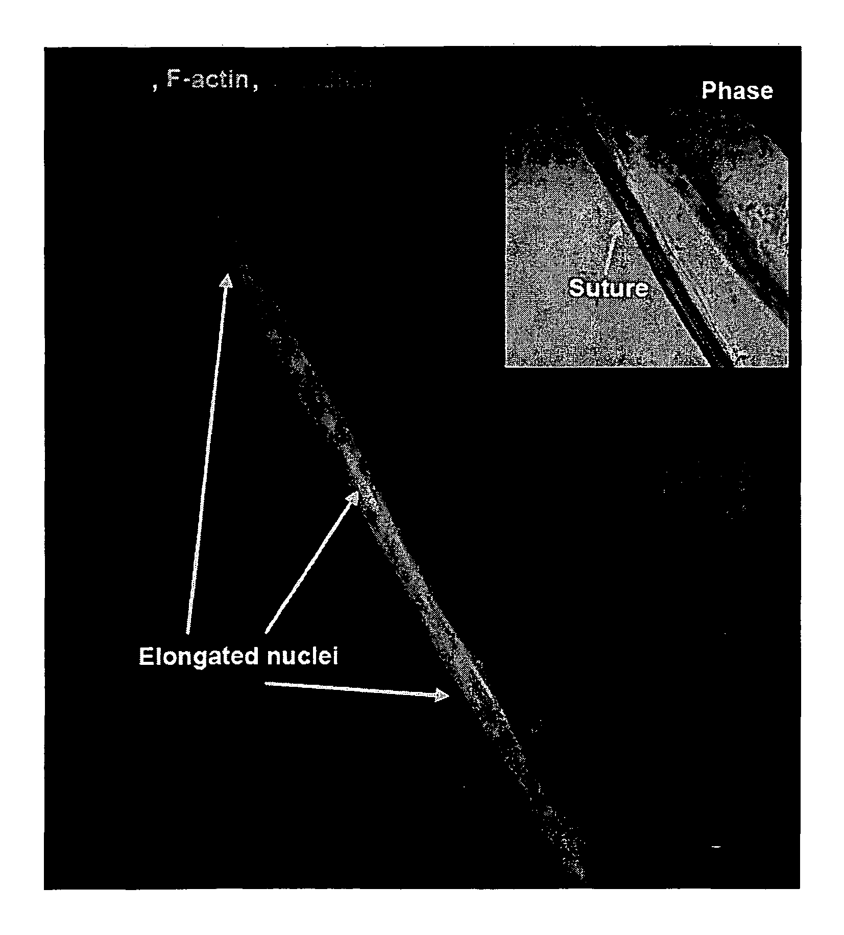 Boundary conditions for the arrangement of cells and tissues