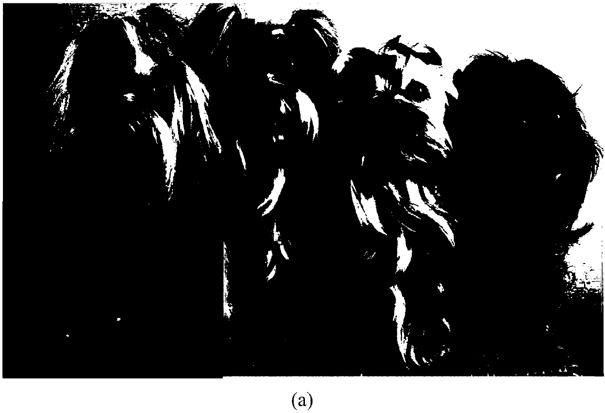 Gradient-related TV factor image denoising and deblurring method based on noise level