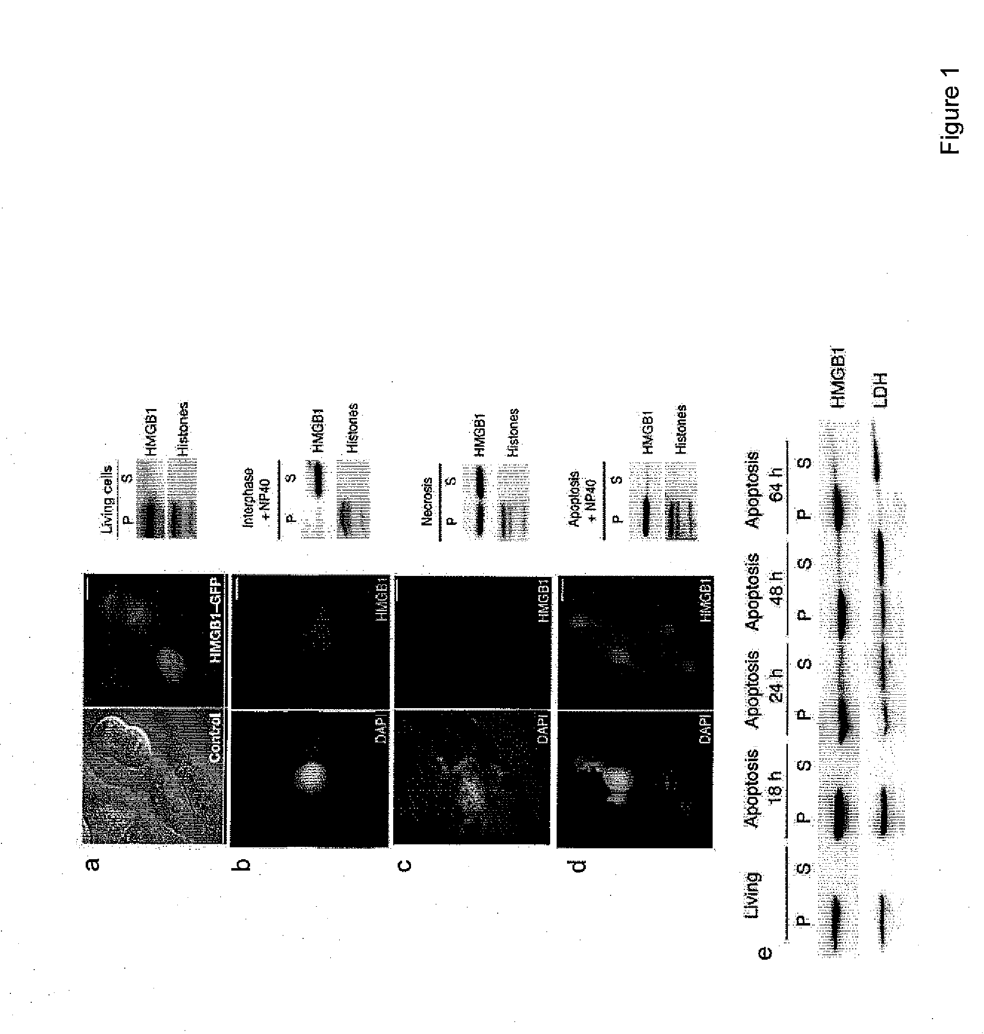 Use of HMGB1 to promote stem cell migration and/or proliferation