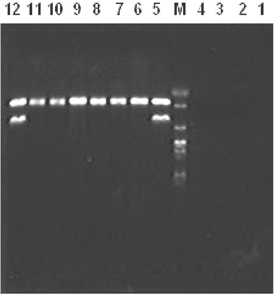 Multiplex PCR (polymerase chain reaction) primers and method for identifying Panthera pardus, and application thereof in identifying Panthera pardus