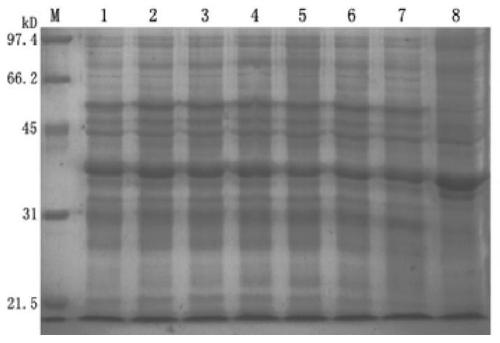 A kind of B cell epitope of type 1 duck hepatitis A virus vp3 protein and its identification method and application