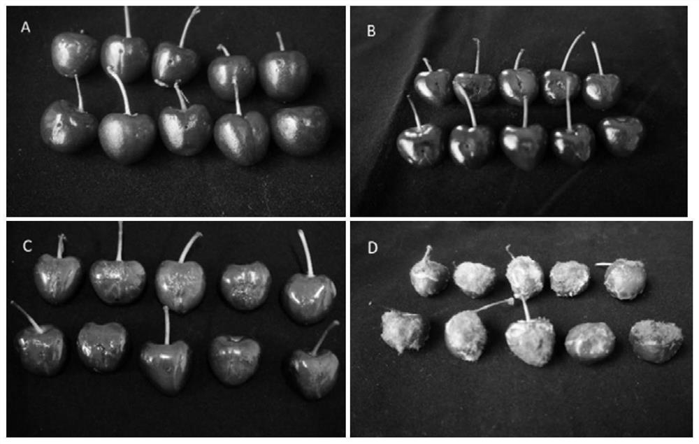 A strain of Bacillus Velez and its cultivation method and application
