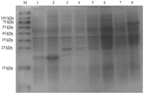 porf65 recombinant protein and its preparation method and application