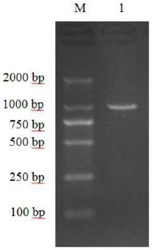 porf65 recombinant protein and its preparation method and application