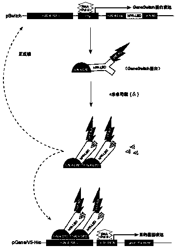 Caspase-1-ES cell line induced by mifepristone