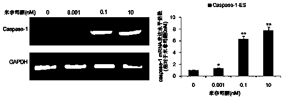 Caspase-1-ES cell line induced by mifepristone