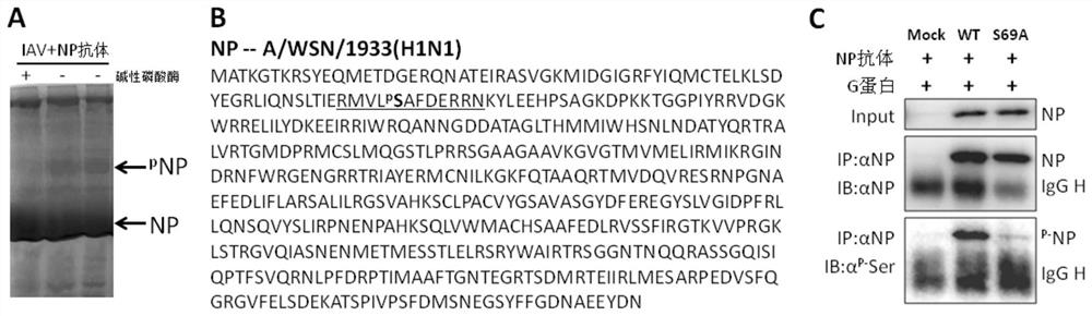 S69 Mutation Sequence of Influenza Virus Nucleoprotein and Its Mutant and Application