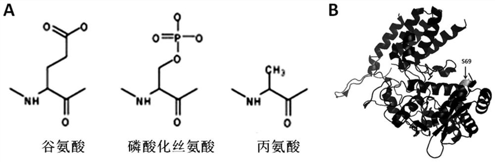 S69 Mutation Sequence of Influenza Virus Nucleoprotein and Its Mutant and Application