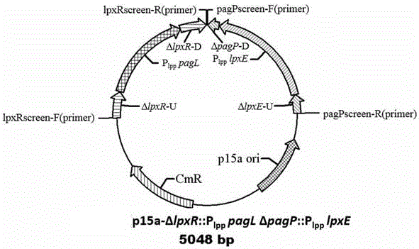 A low-endotoxin Escherichia coli prokaryotic expression engineering strain mutant and its construction method