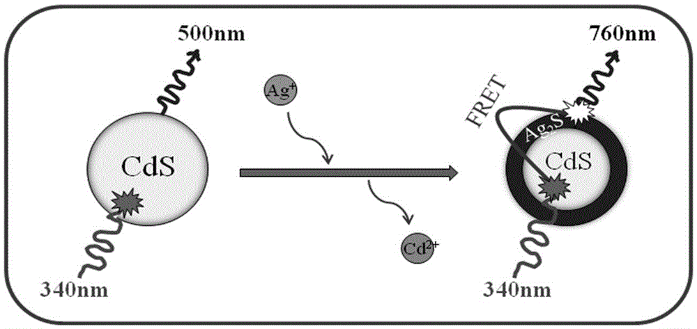 A preparation method of water-soluble cds-ag2s quantum dots with fluorescence energy transfer