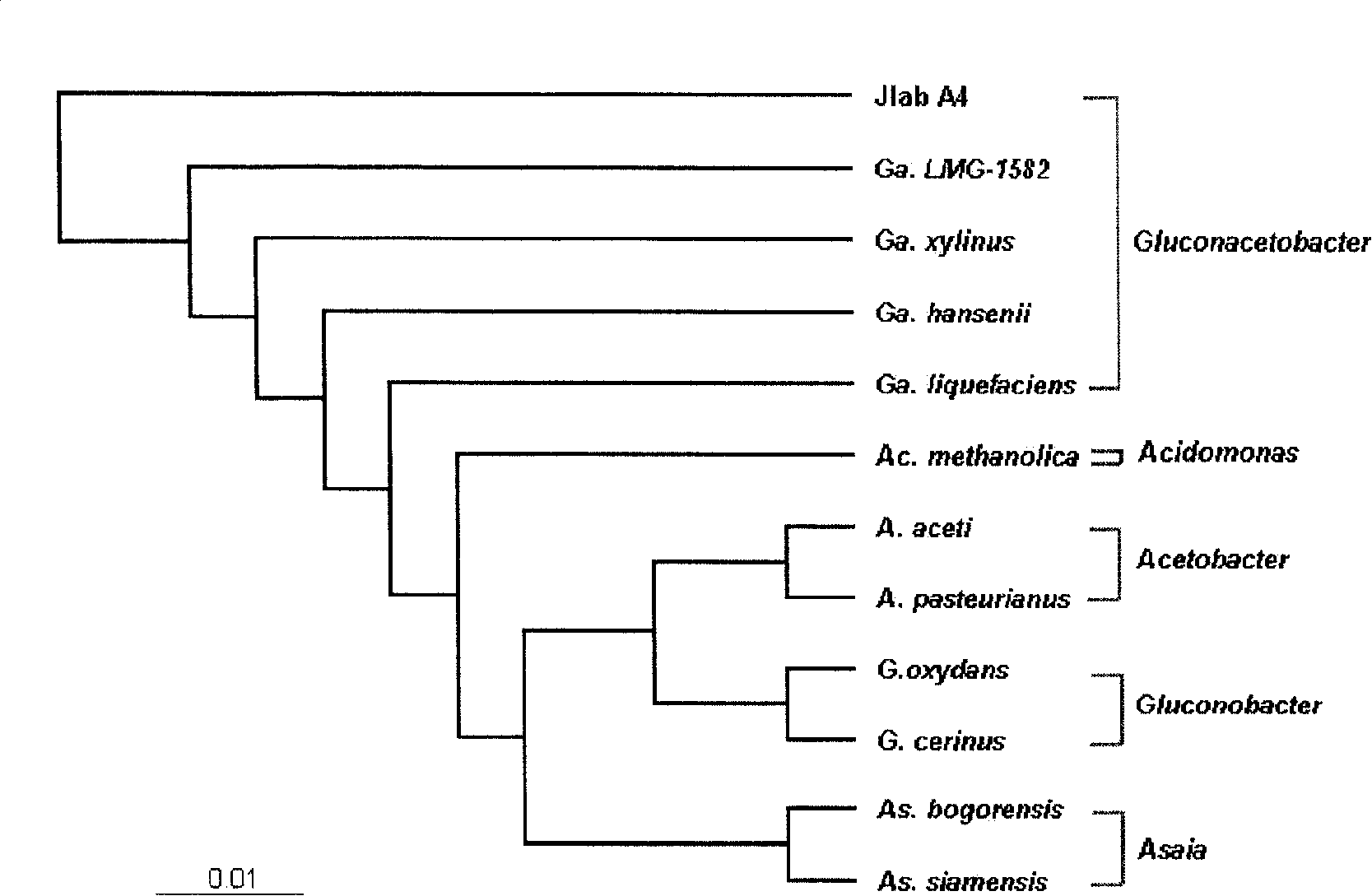 Gluconobacter and its use