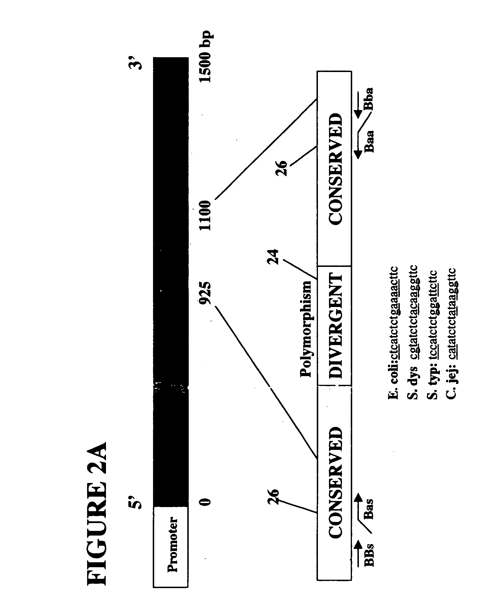 Amplification and separation of nucleic acid sequences using strand displacement amplification and bioelectronic microchip technology
