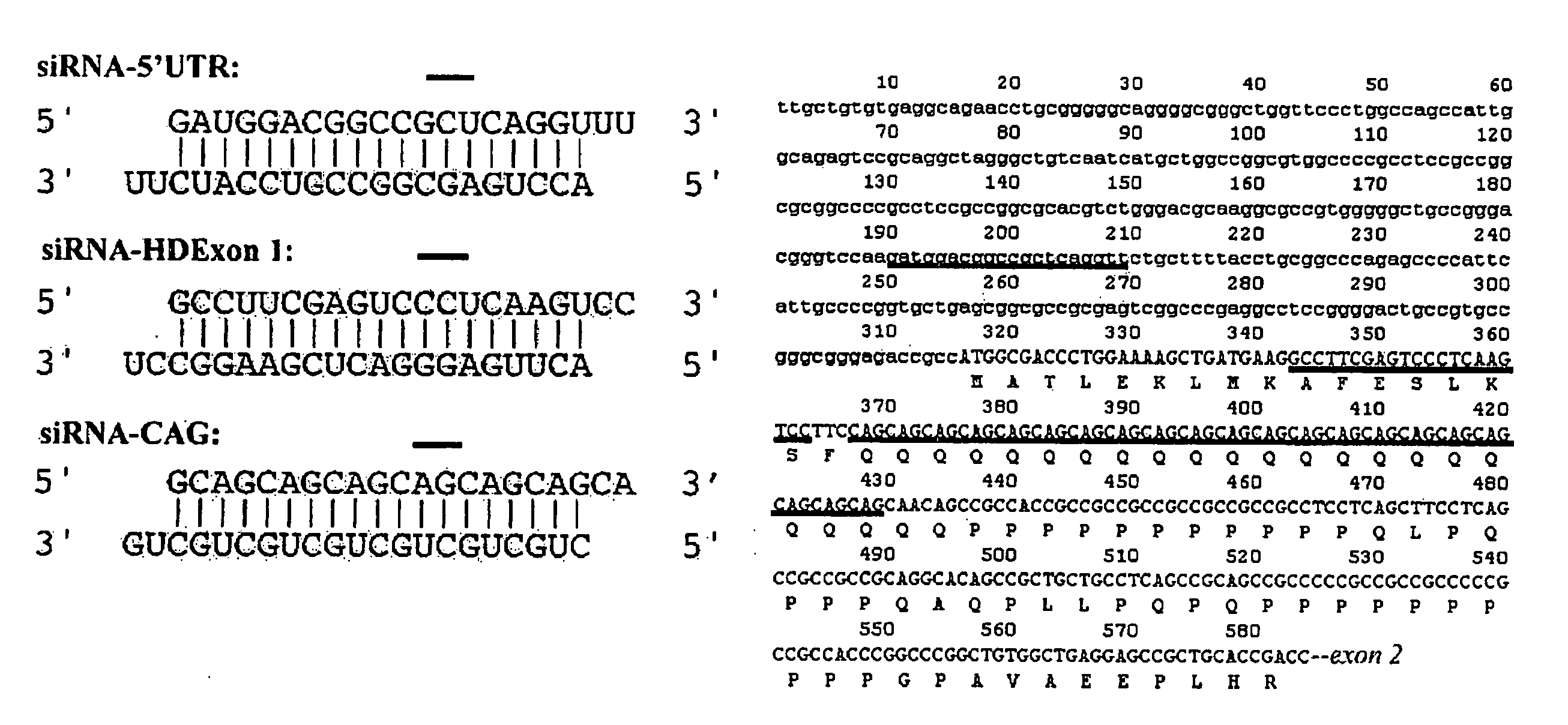 Inhibition of the Expression of Huntingtin Gene