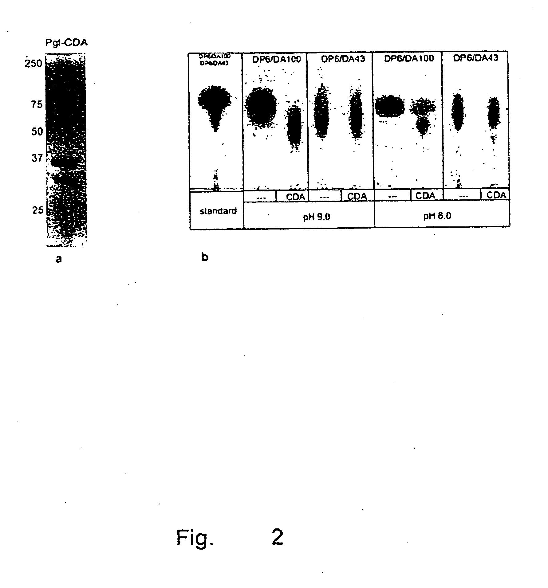 Nucleic acid molecules coding for a protein with deacetylase activity, said protein, and method for the production of chitosan