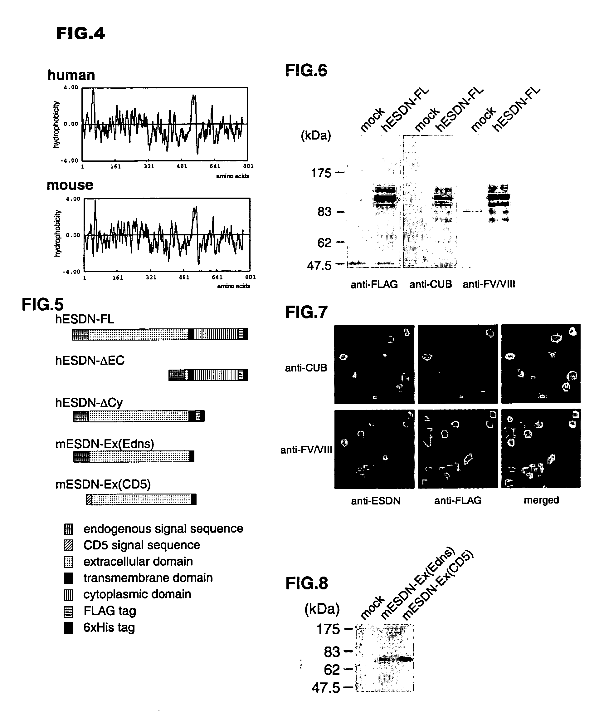 Novel polypeptide ESDN, polynuleotides encoding the polypeptide, and utility of the polypeptide