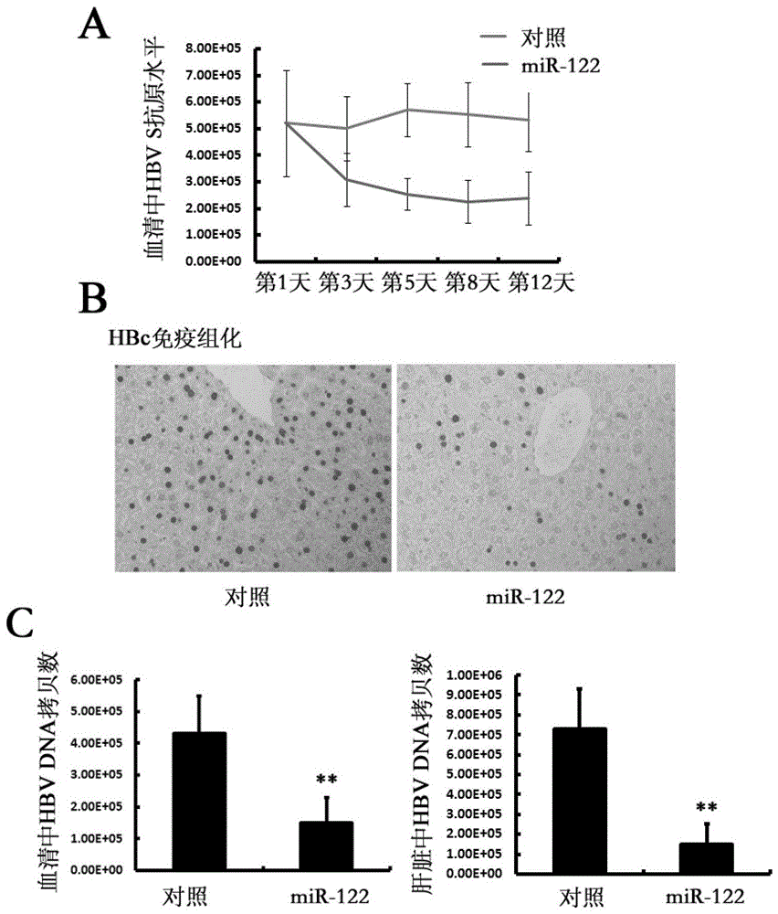Application of a kind of rna and carrier in the preparation of products for preventing and/or treating liver cancer