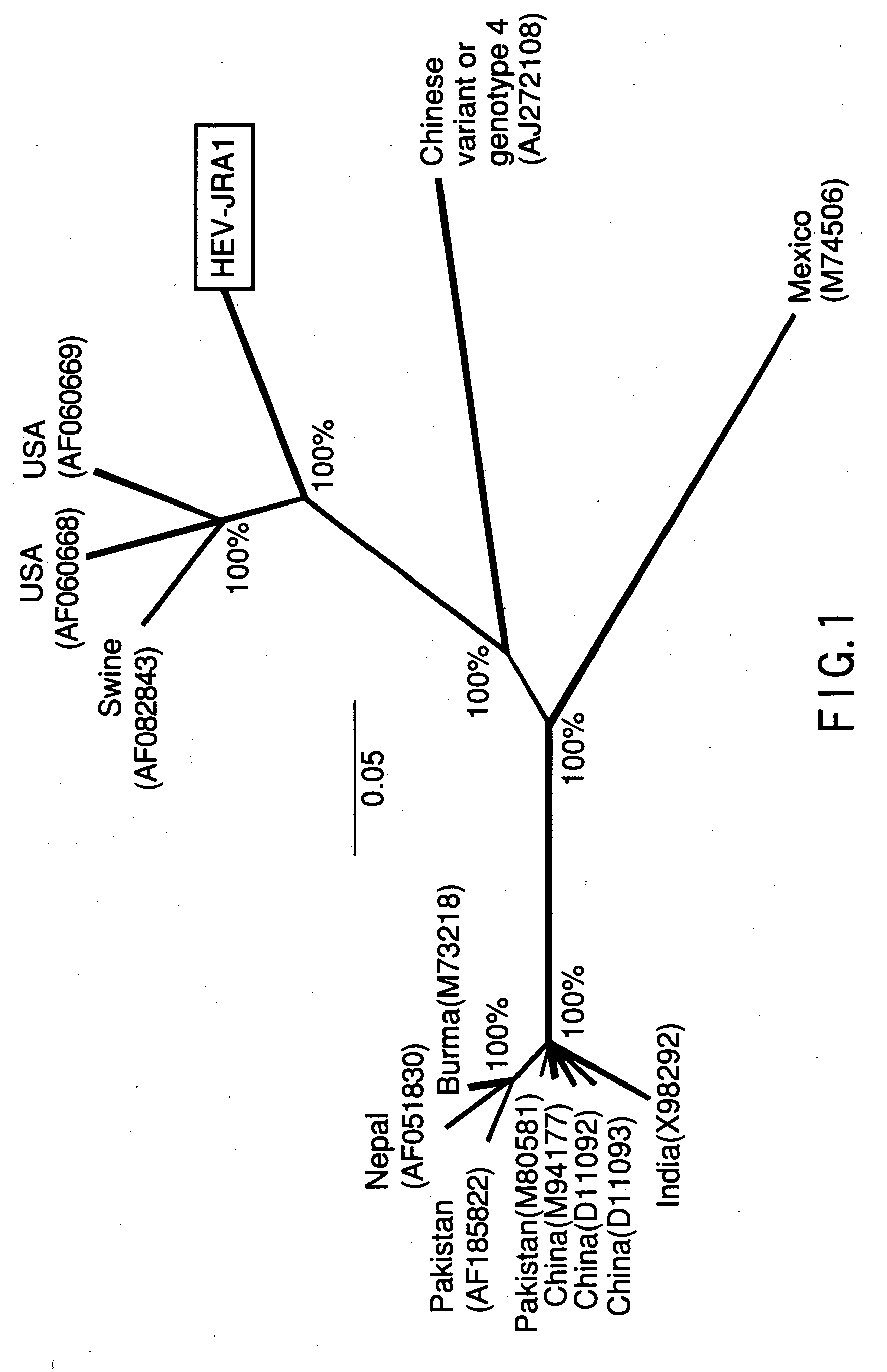 Polynucleotide probe and primer derived from hepatitis E virus recovered from japanese, chip including the same, kit including the same, and method of detecting hepatitis E virus genome using the same