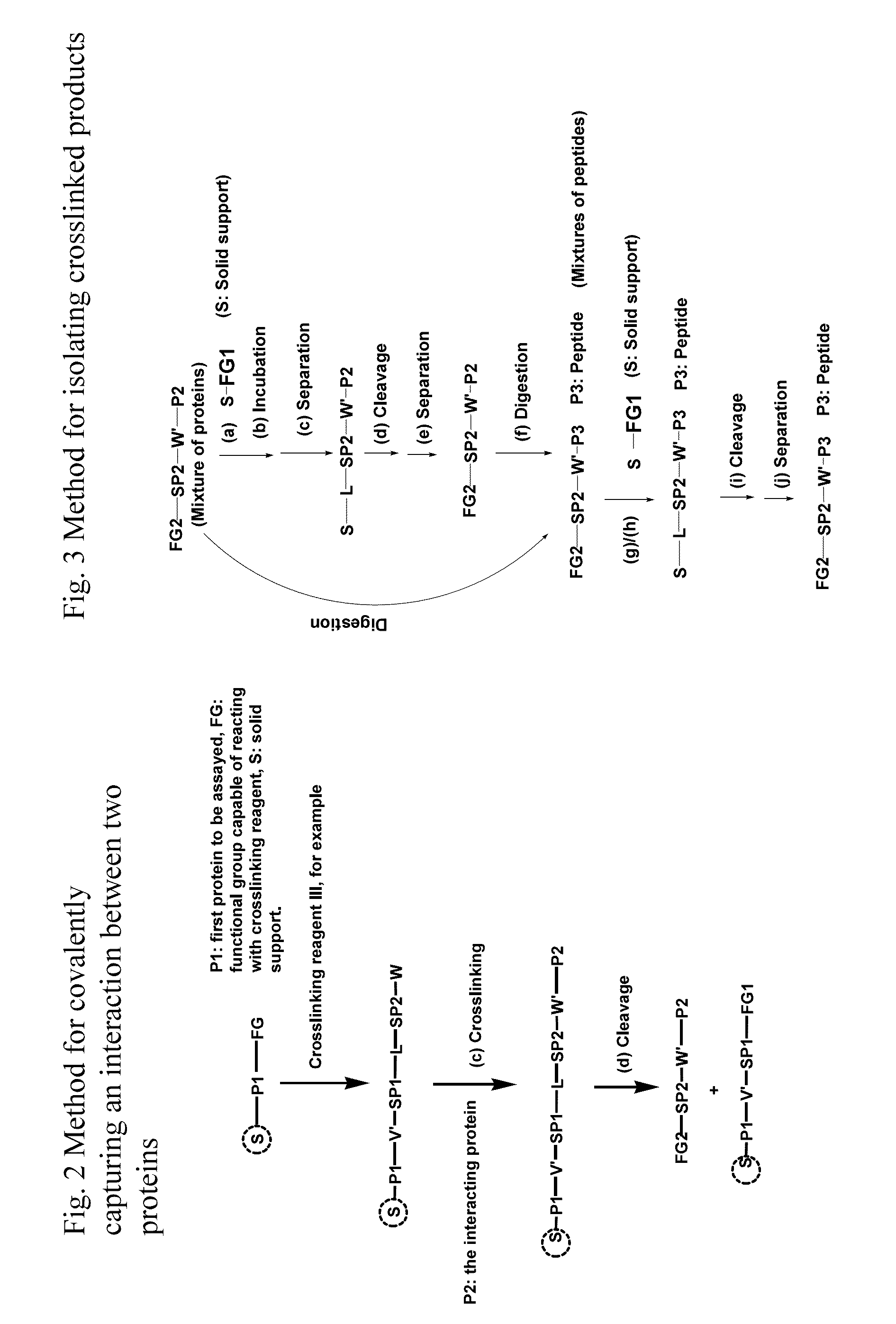 Crosslinking reagents, methods, and compositions for studying protein-protein interactions