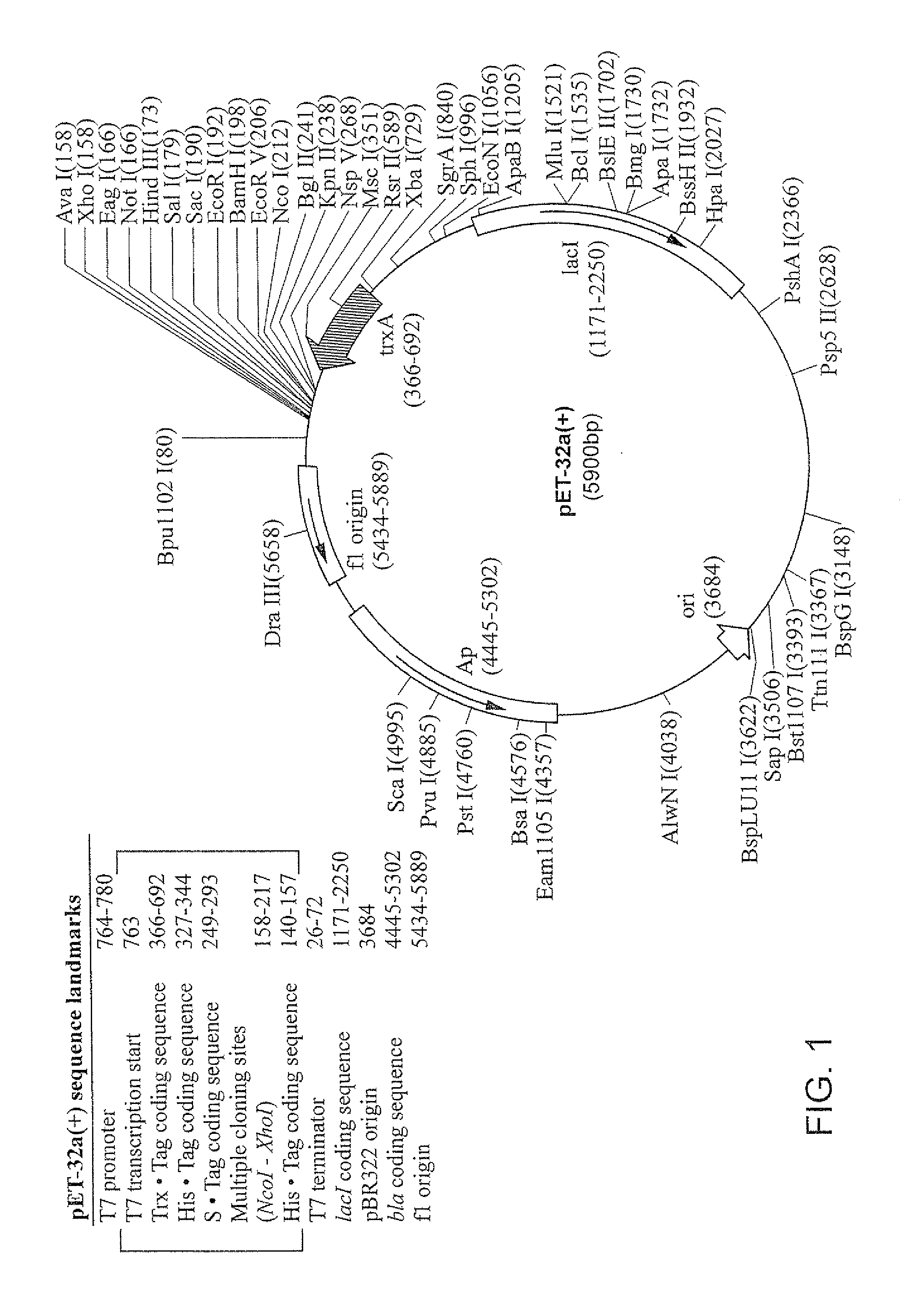 HPV antigens, vaccine compositions, and related methods