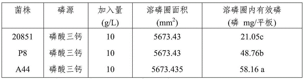 Efficient phosphorus-dissolving growth promoting bacterium, bio-organic fertilizer prepared from efficient phosphorus-dissolving growth promoting bacterium and application