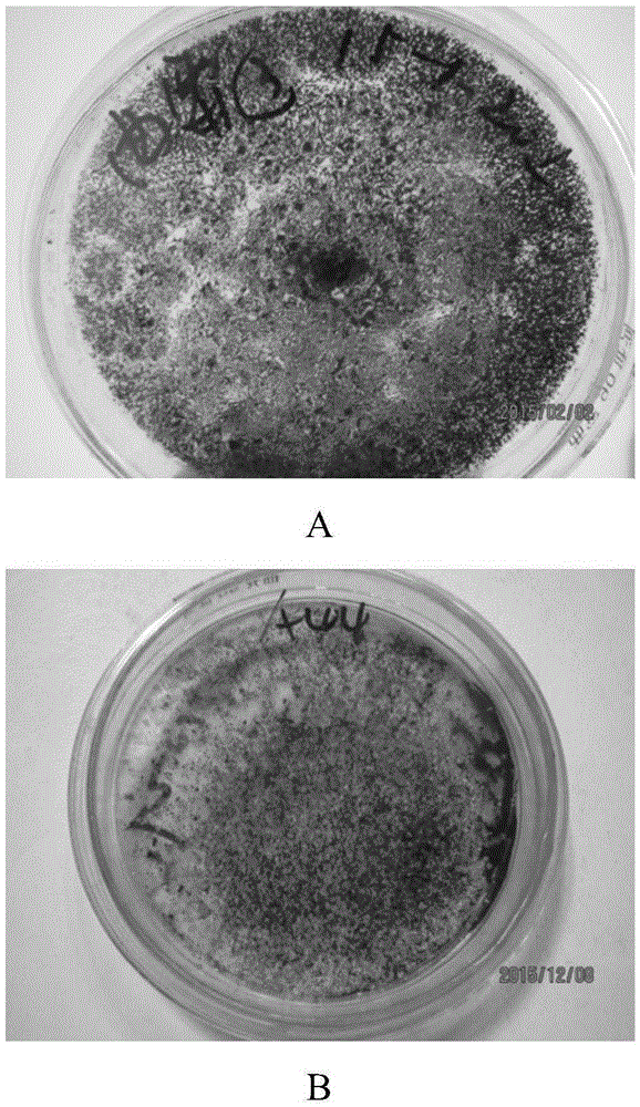 Efficient phosphorus-dissolving growth promoting bacterium, bio-organic fertilizer prepared from efficient phosphorus-dissolving growth promoting bacterium and application