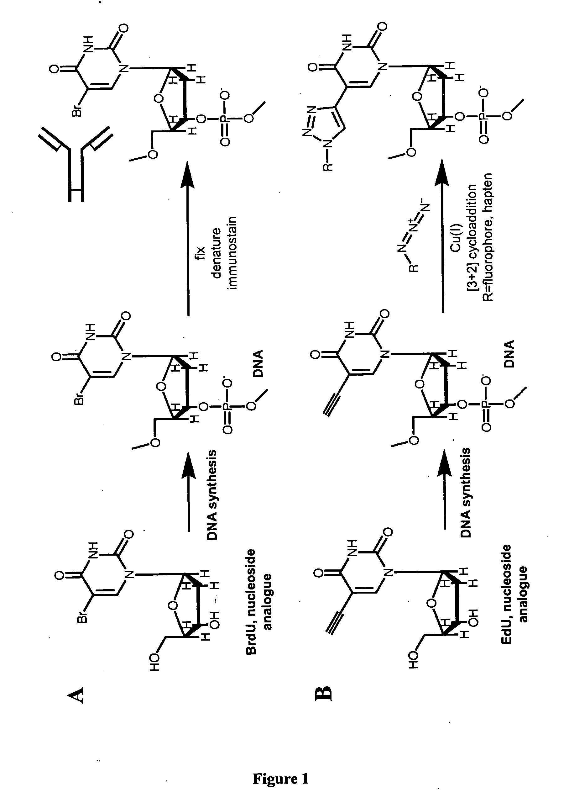 Methods and compositions for labeling nucleic acids