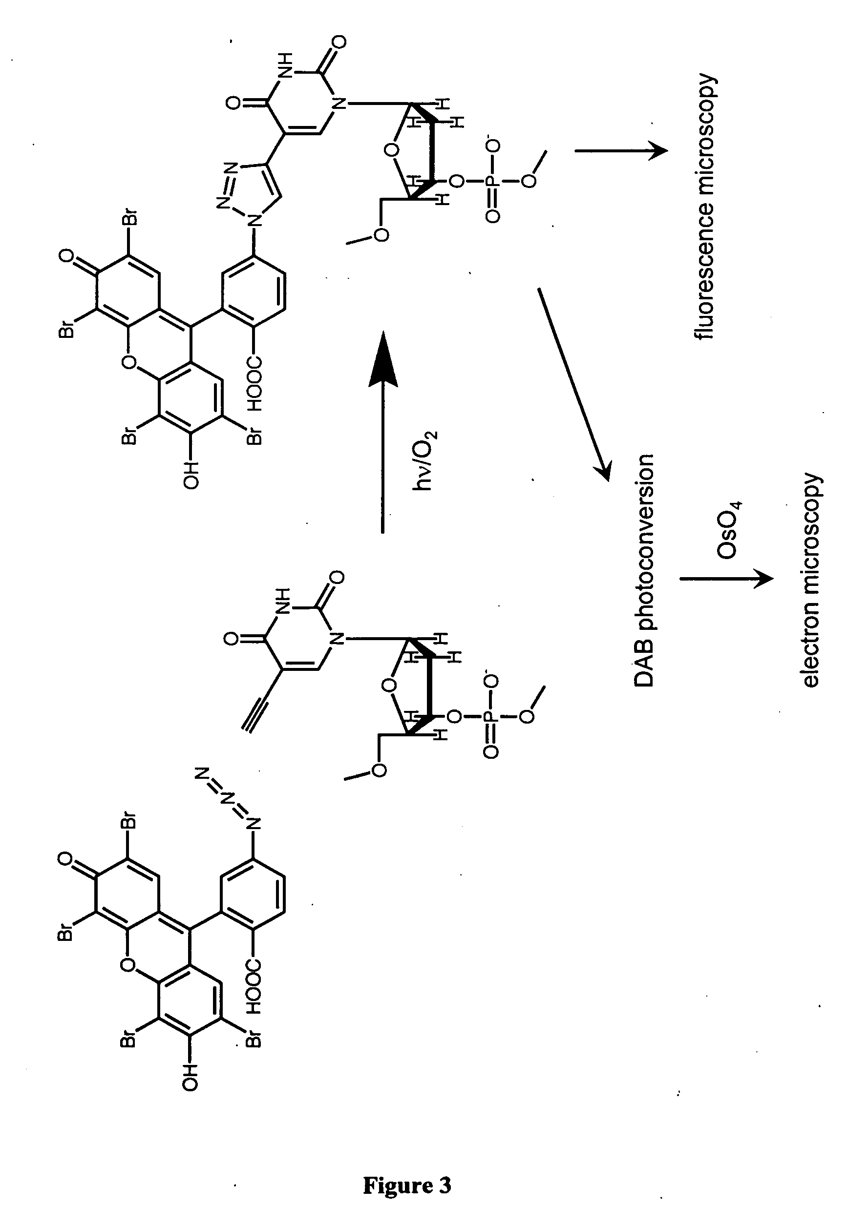Methods and compositions for labeling nucleic acids