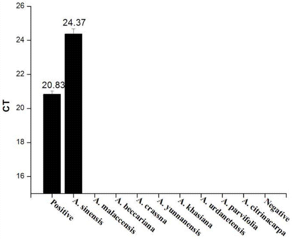 Fluorescence quantitative pcr method, primers and probes for identification of arborina officinalis and their application