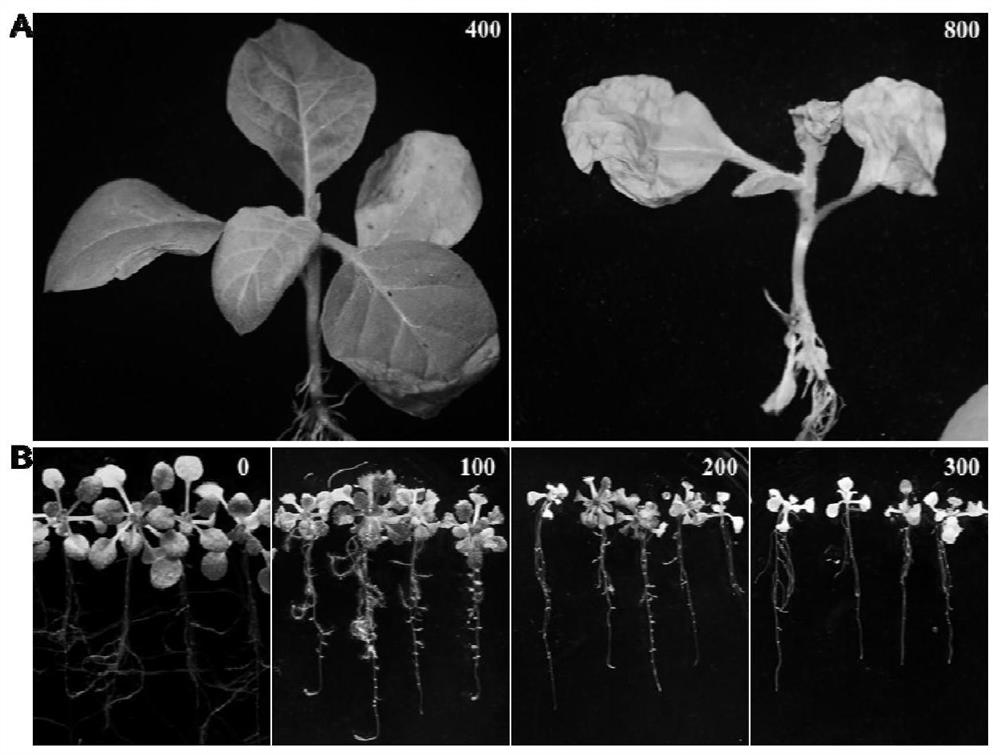 Method for improving verticillium dahliae resistance of plant by utilizing AtALA7 gene