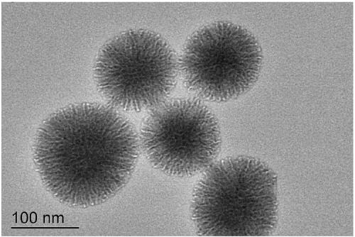 Micro-nano bioactive glass micro-sphere with high calcium and phosphorus content and preparation method of micro-sphere